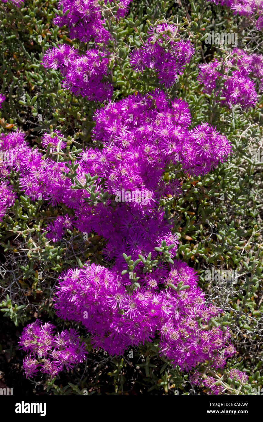 Blühende Succlant - Eberlanzia Sedoides - Südafrika Stockfoto