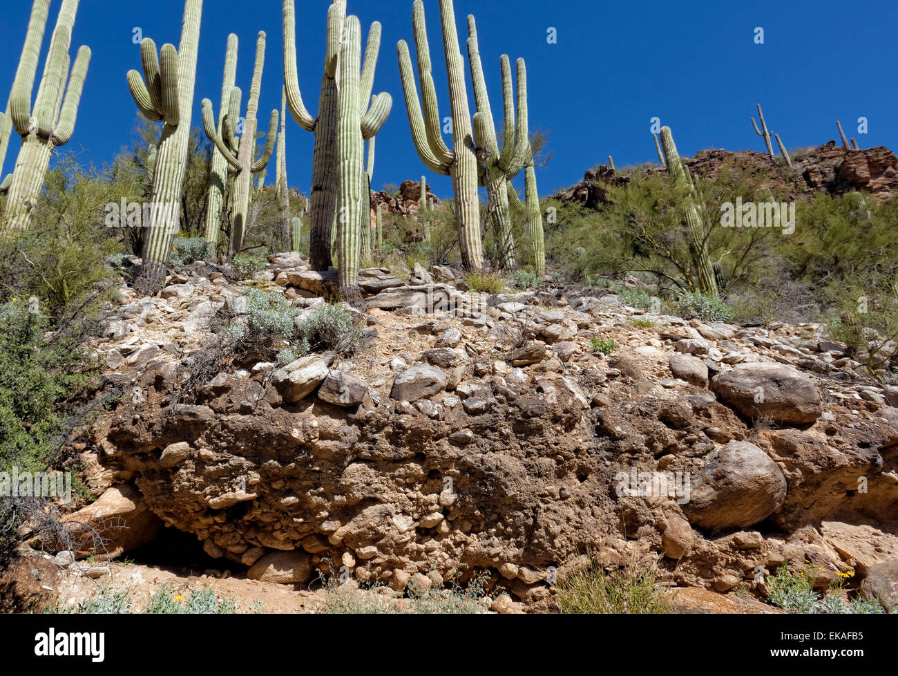 Ausgesetzt, sedimentäre Schichten & Saguaros, Sabino Canyon, Arizona Stockfoto