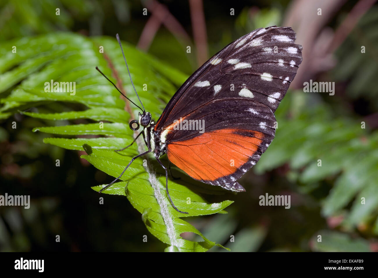 Tiger Longwing, Hecale Longwing, goldene Longwing oder goldene Heliconian - Heliconius Aigeus - Central & Südamerika Stockfoto