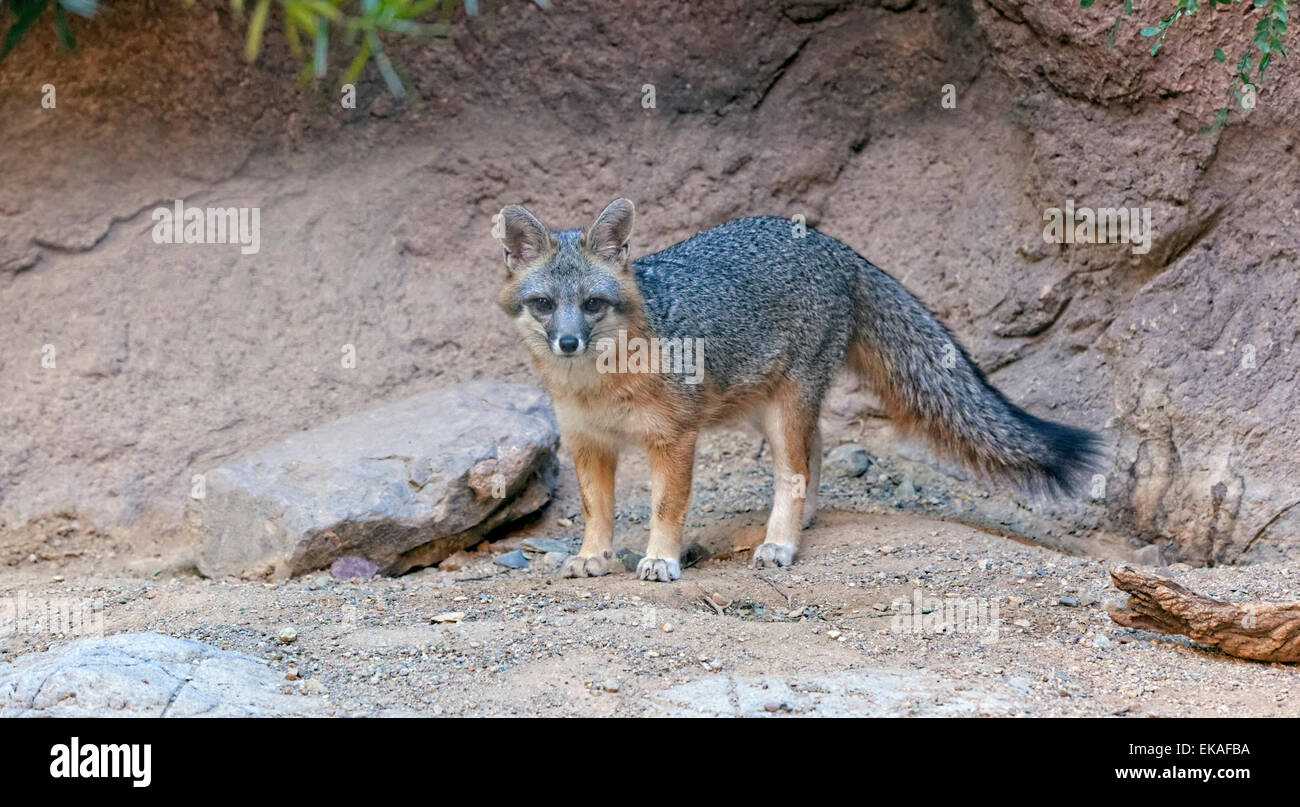 Gray Fox - Urocyon Cinereoargenteus - Arizona Stockfoto