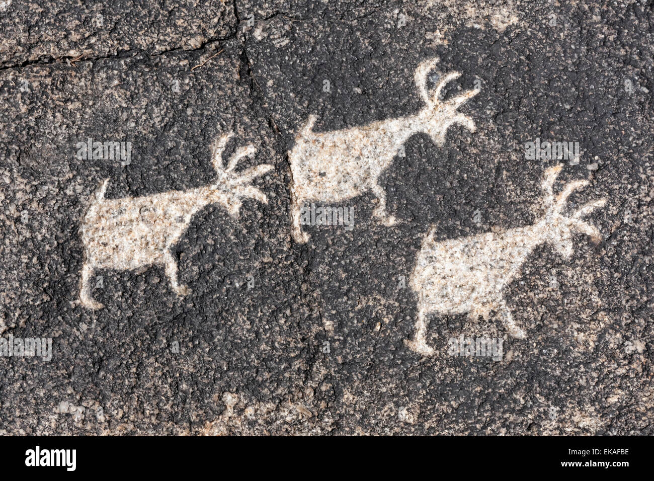Petroglyphen erstellt durch die Hohokam-Indianer, die die Täler rund um Phoenix und Tucson zwischen C.E. 300Ð1500 besetzt Stockfoto
