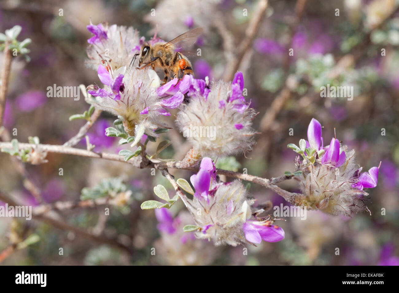 Honey Bee Pollinating schwarz Dalea - Dalea Frutescens Stockfoto