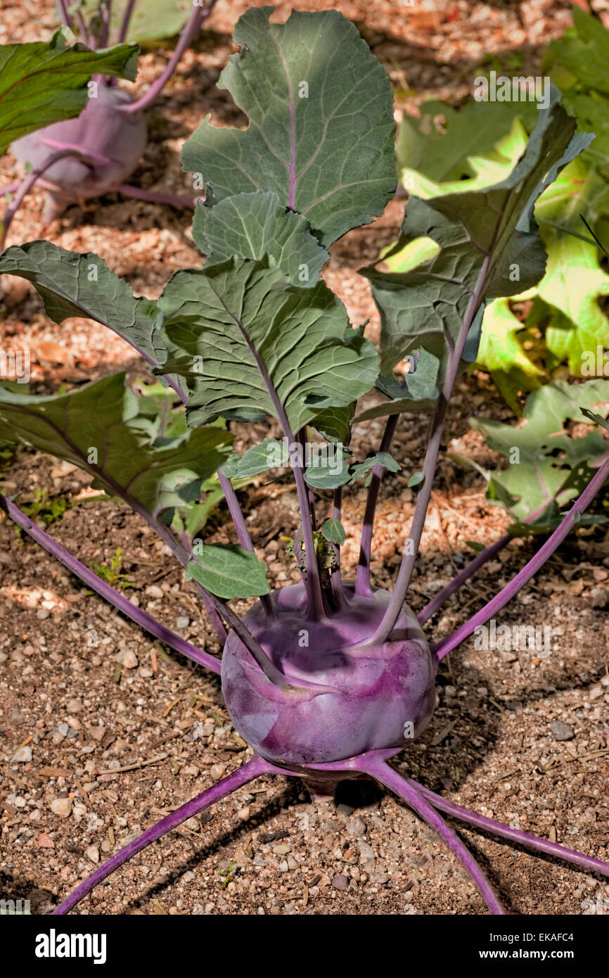 Kohlrabi (deutsche Rübe oder Kohlrabi) Brassica oleracea Stockfoto