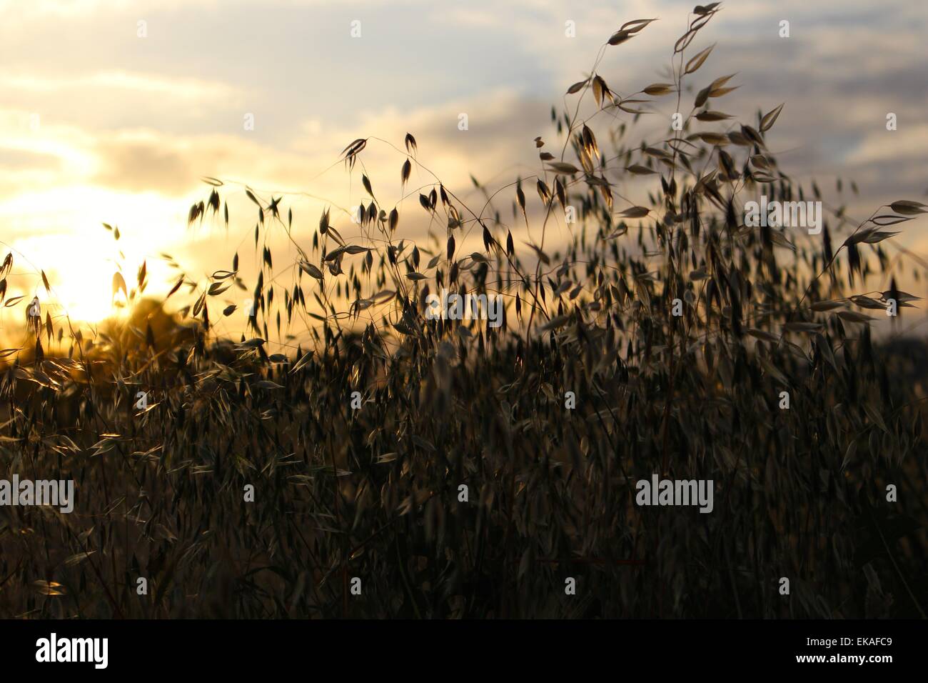 Rasen Sie bei Sonnenuntergang in Phoenix, Arizona. Stockfoto