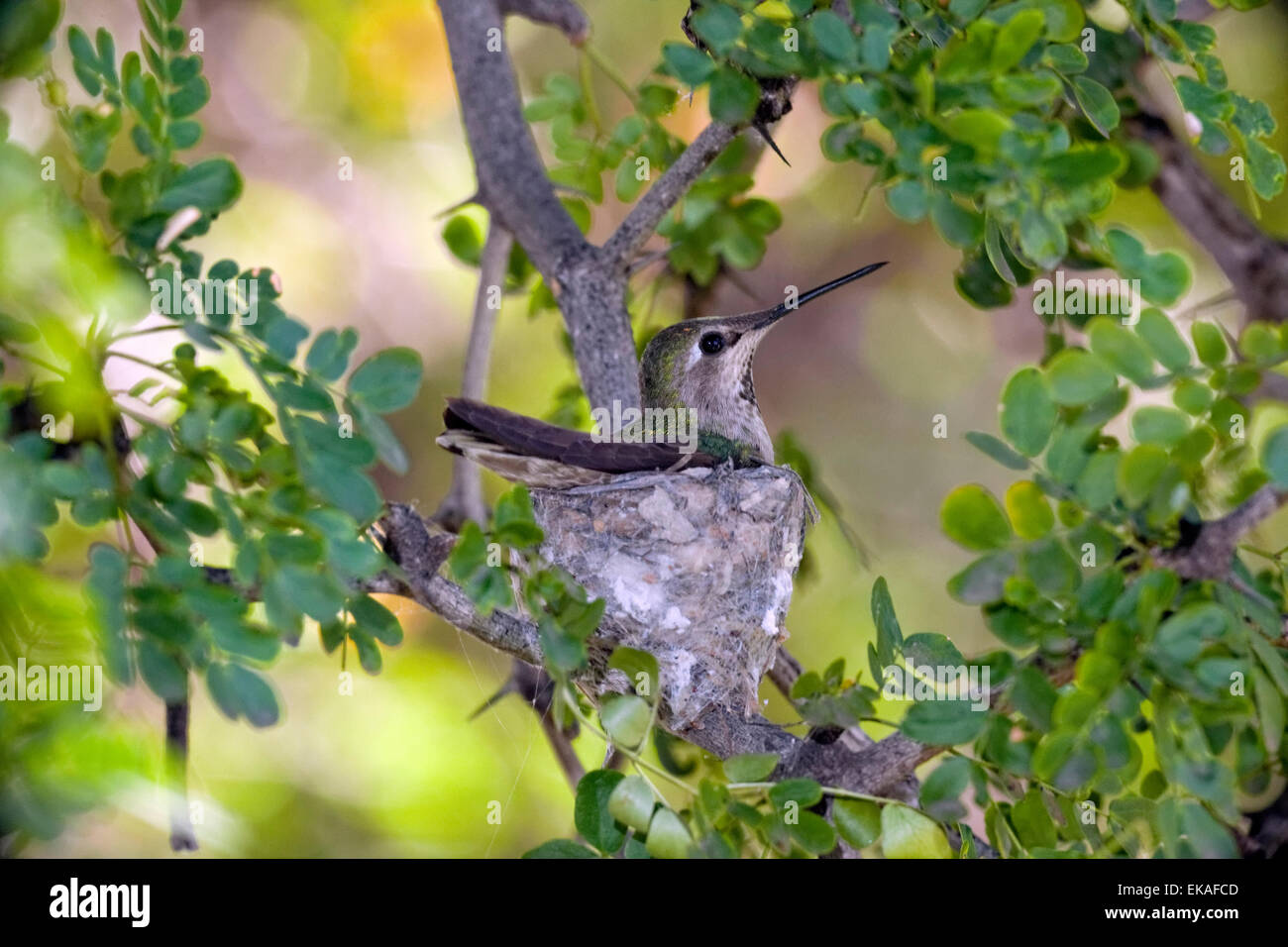 Verschachteln von Costas Kolibri - Calypte besteht (weiblich) Stockfoto