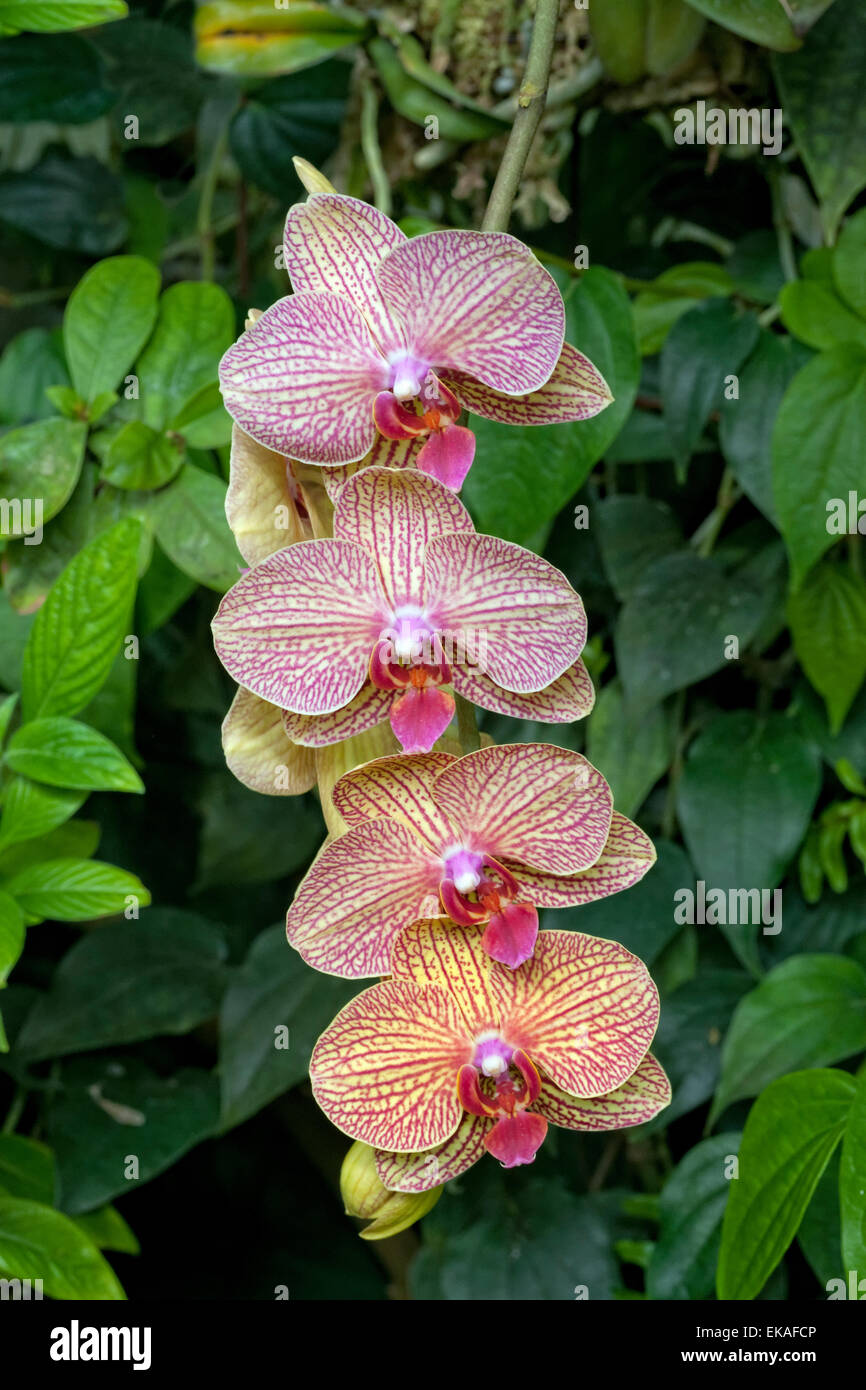 Phalaenopsis Baldan Kaleidoskop Orchidee (Hybrid) Stockfoto