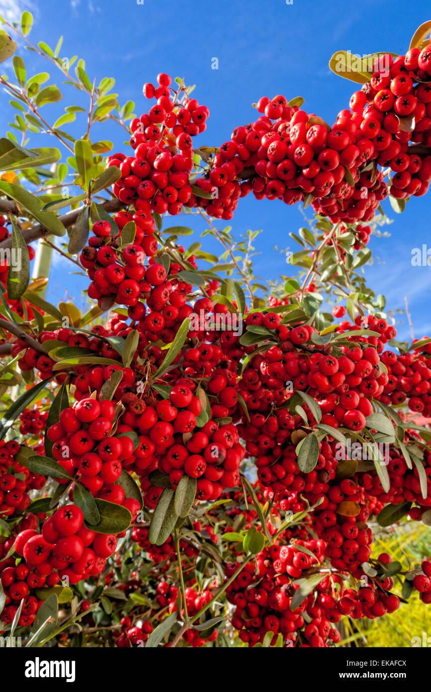 Pyracantha (Beeren) ist eine Gattung der dornige immergrüne große