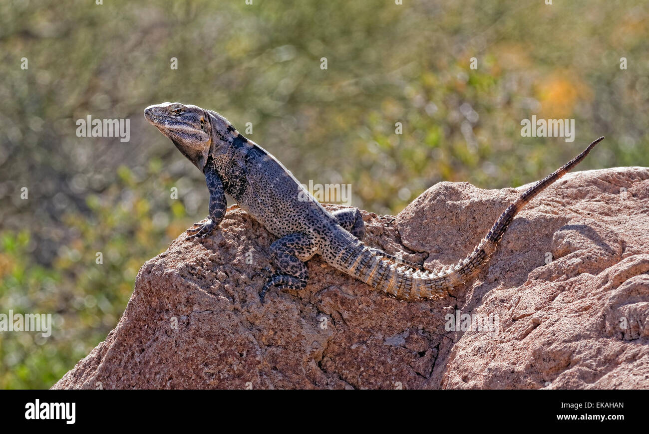 Ctenosaura ist eine Eidechse Gattung Spinytail Leguane oder Ctenosaurs genannt. Süd-Arizona Stockfoto