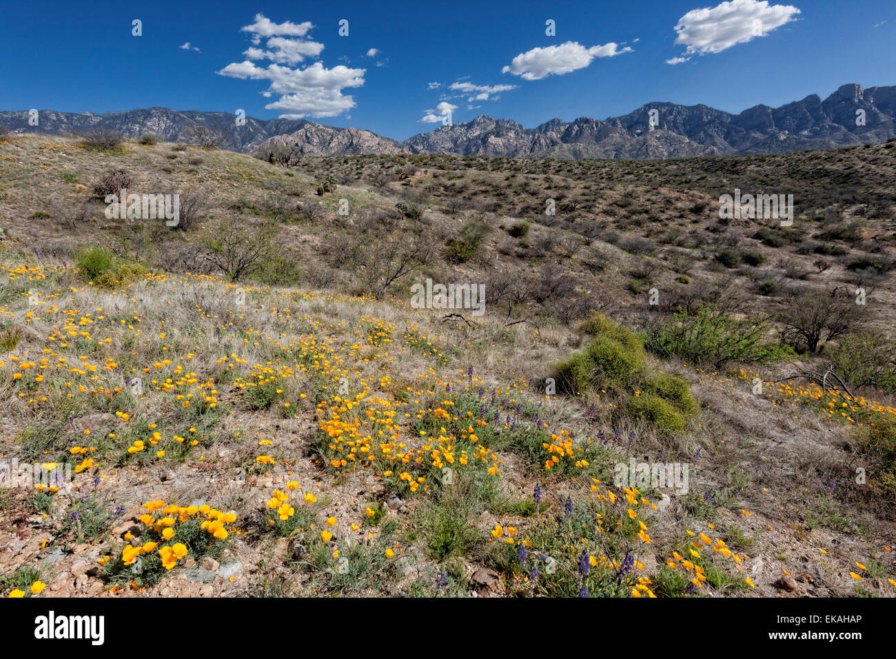 California Poppies, Eschscholzia Californica - blühen im Catalina State Park, Arizona Stockfoto