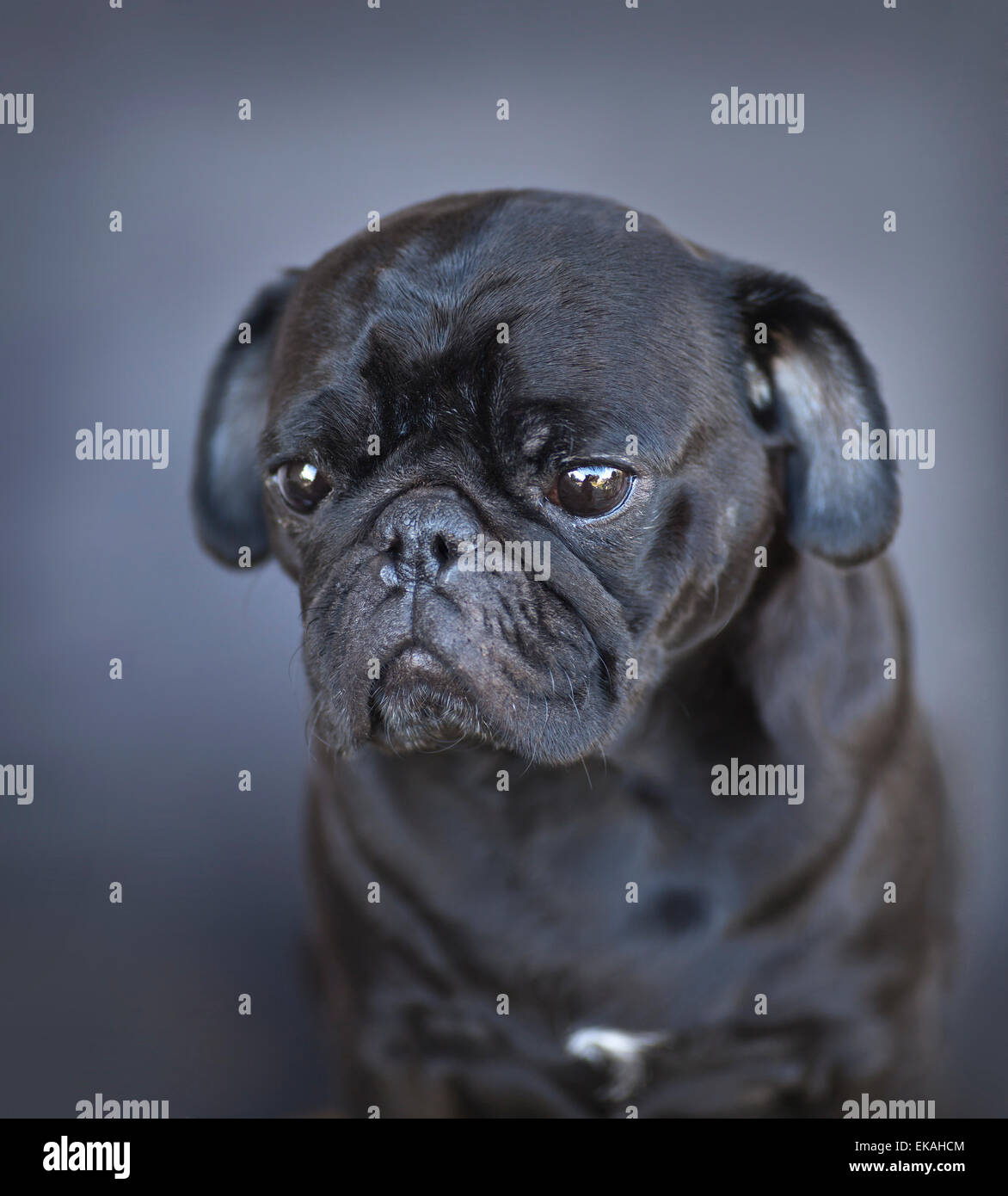 Schwarzer Mops Hund -Fotos Und -Bildmaterial In Hoher Auflösung