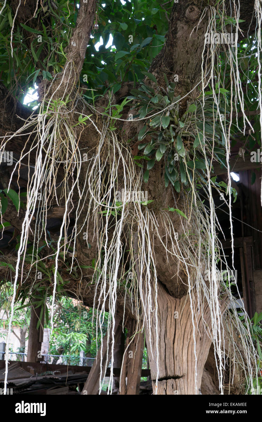 Baum Pflanze alten Zeiten grün Stockfoto