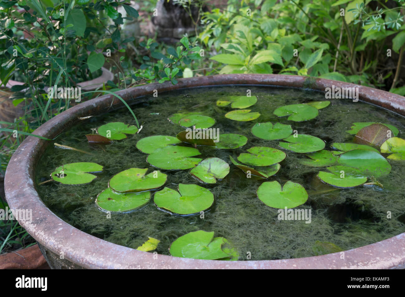 Glas Vase Teich Wasser Pflanze lotus Stockfoto