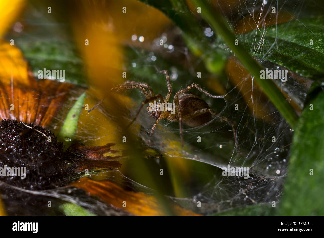 Tunnel-Spinne im Netz Stockfoto