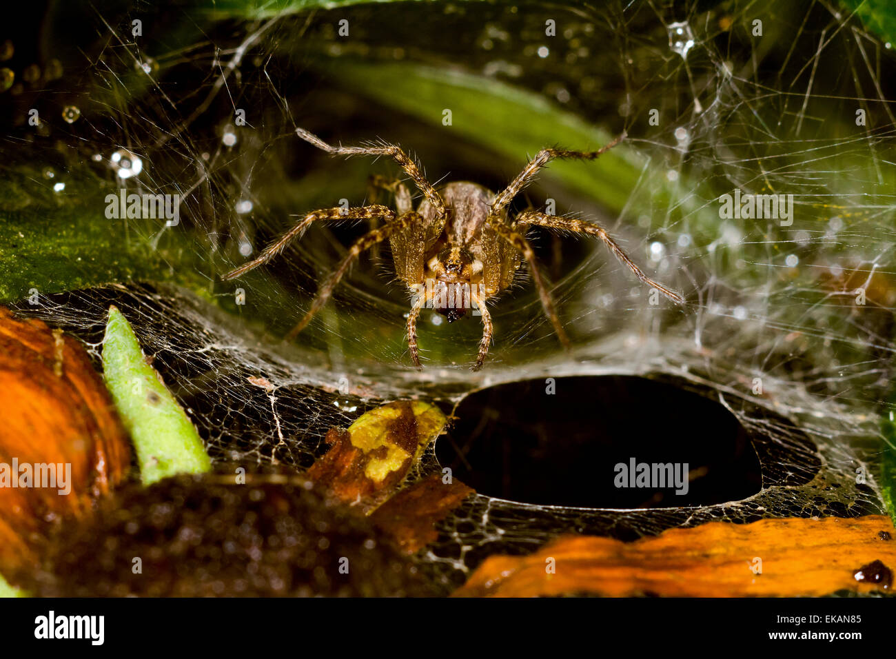 Tunnel-Spinne im Netz Stockfoto