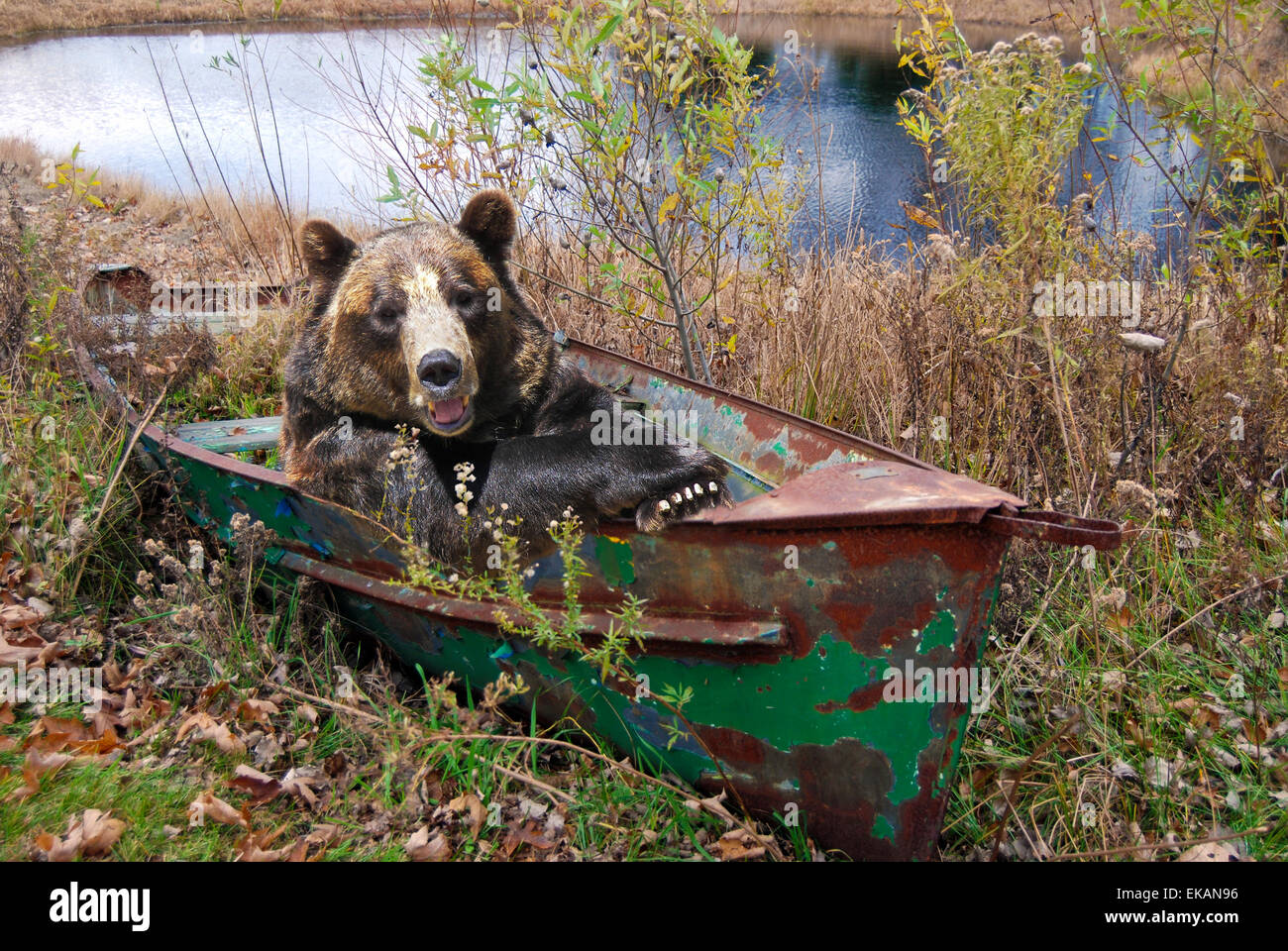 Wilden Bären in einem rostigen Ruderboot in Unkraut. Stockfoto
