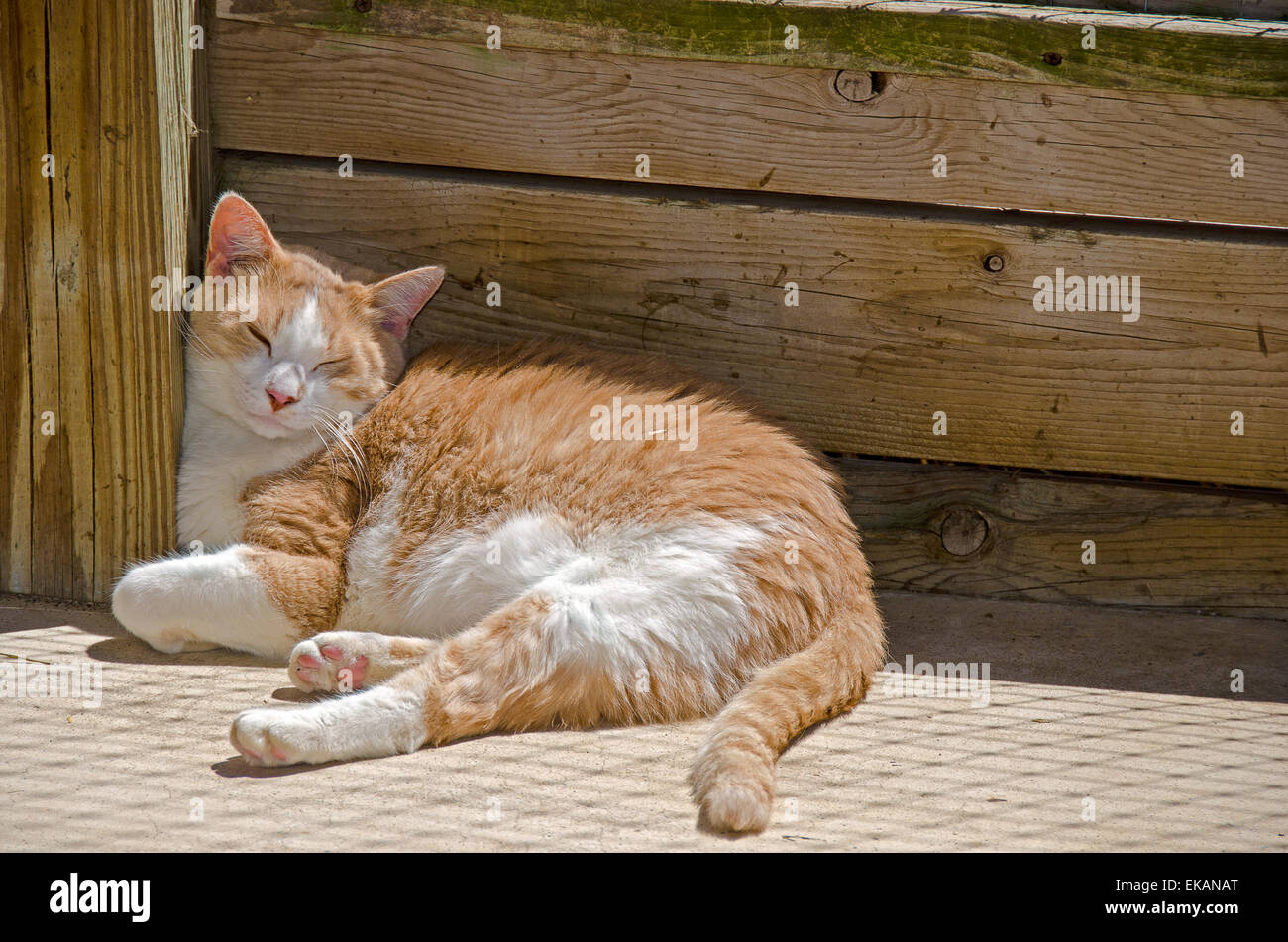 Tabby Katze Nickerchen im warmen Sonnenschein an einem hölzernen Pfosten gelehnt. Stockfoto