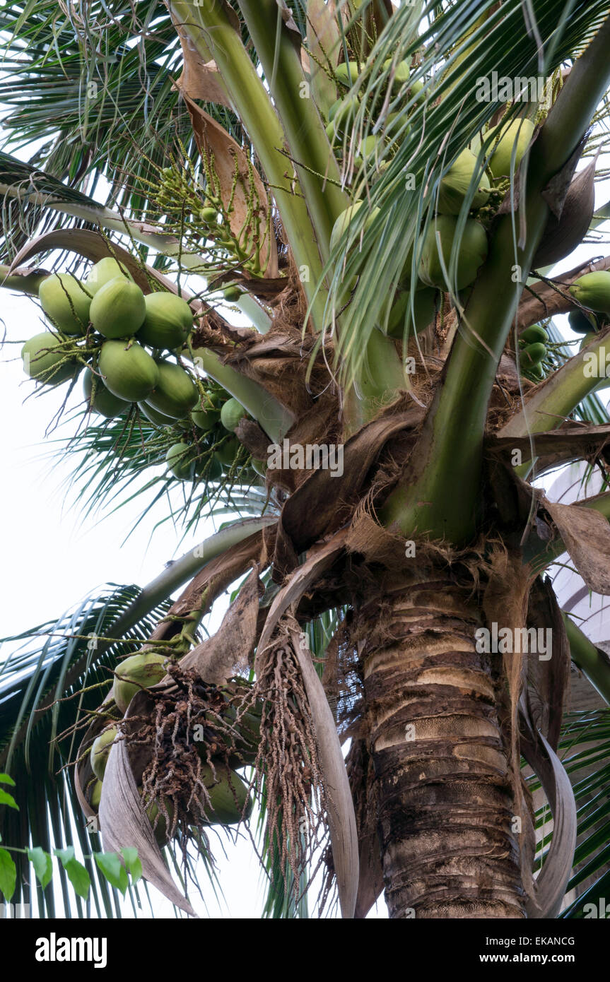 Baum Kokosnuss Saft Anlagenumgebung Stockfoto