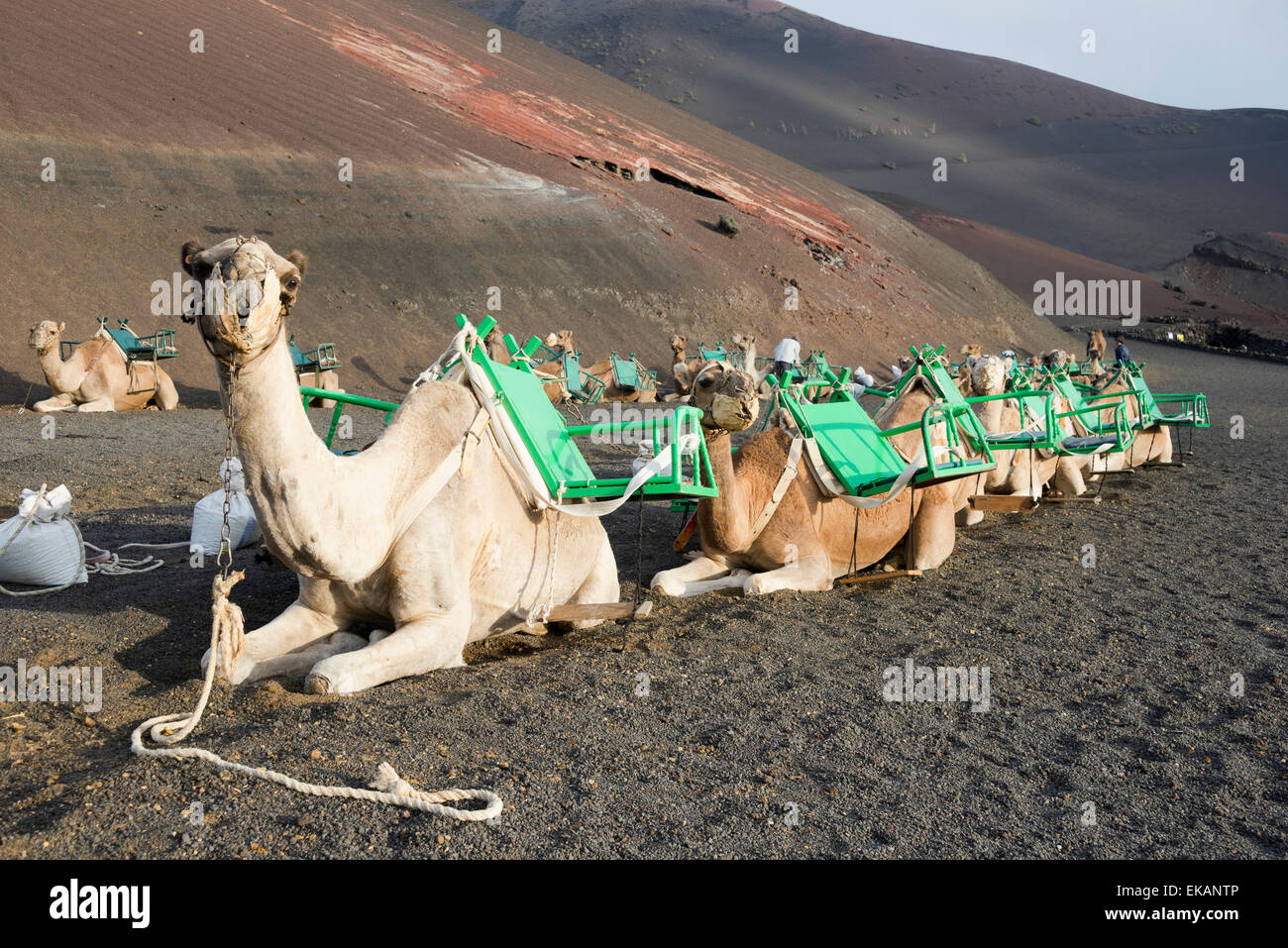 Kamele im Timanfaya Nationalpark, Lanzarote Stockfoto