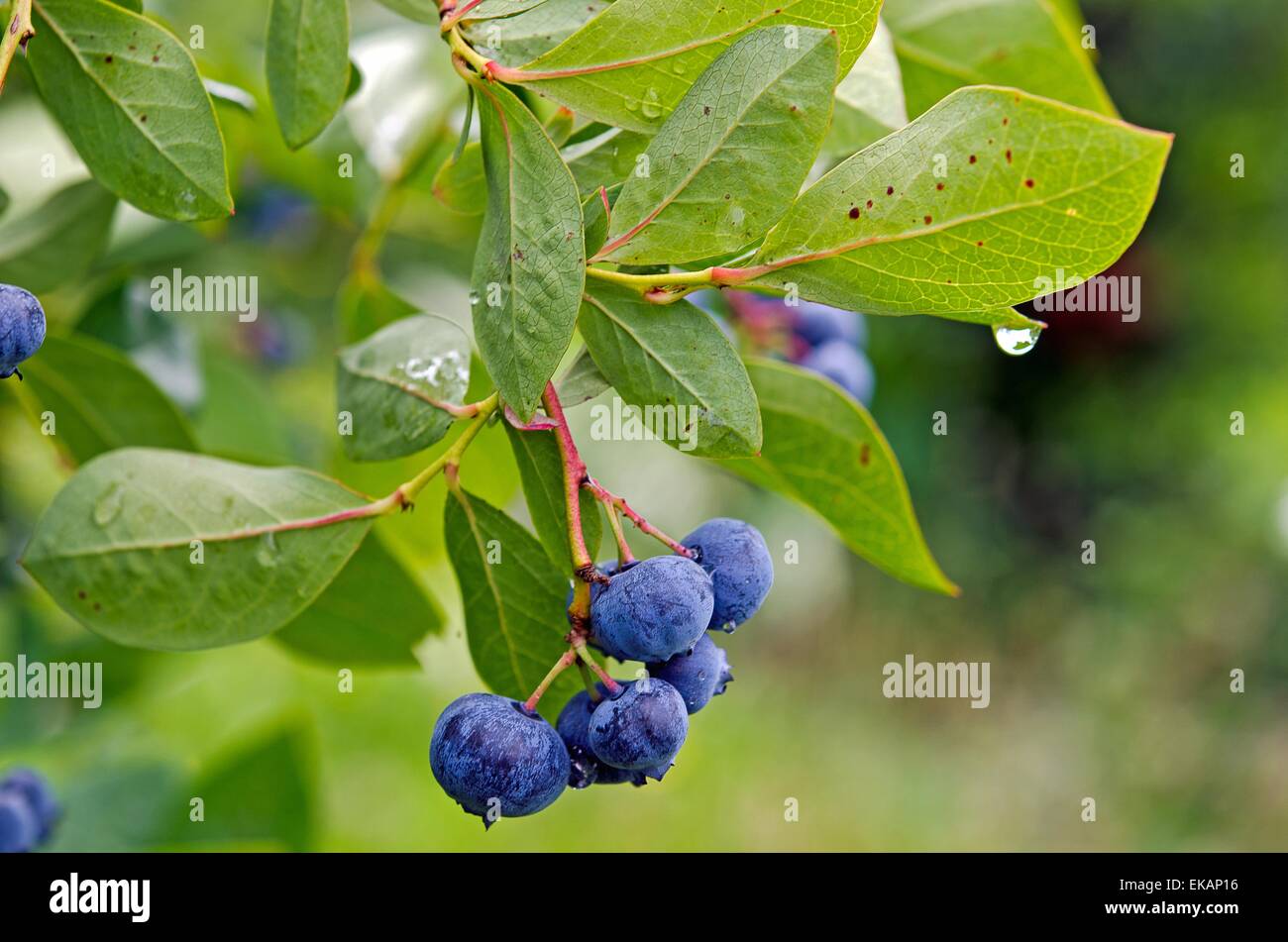 Regentropfen auf Heidelbeere Busch. Stockfoto