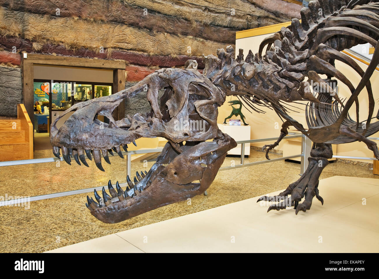 Besucher können in der Nähe ein Skelett eines Tyranosaurus Rex in New Mexico Museum of Natural History & Wissenschaft erhalten. Stockfoto