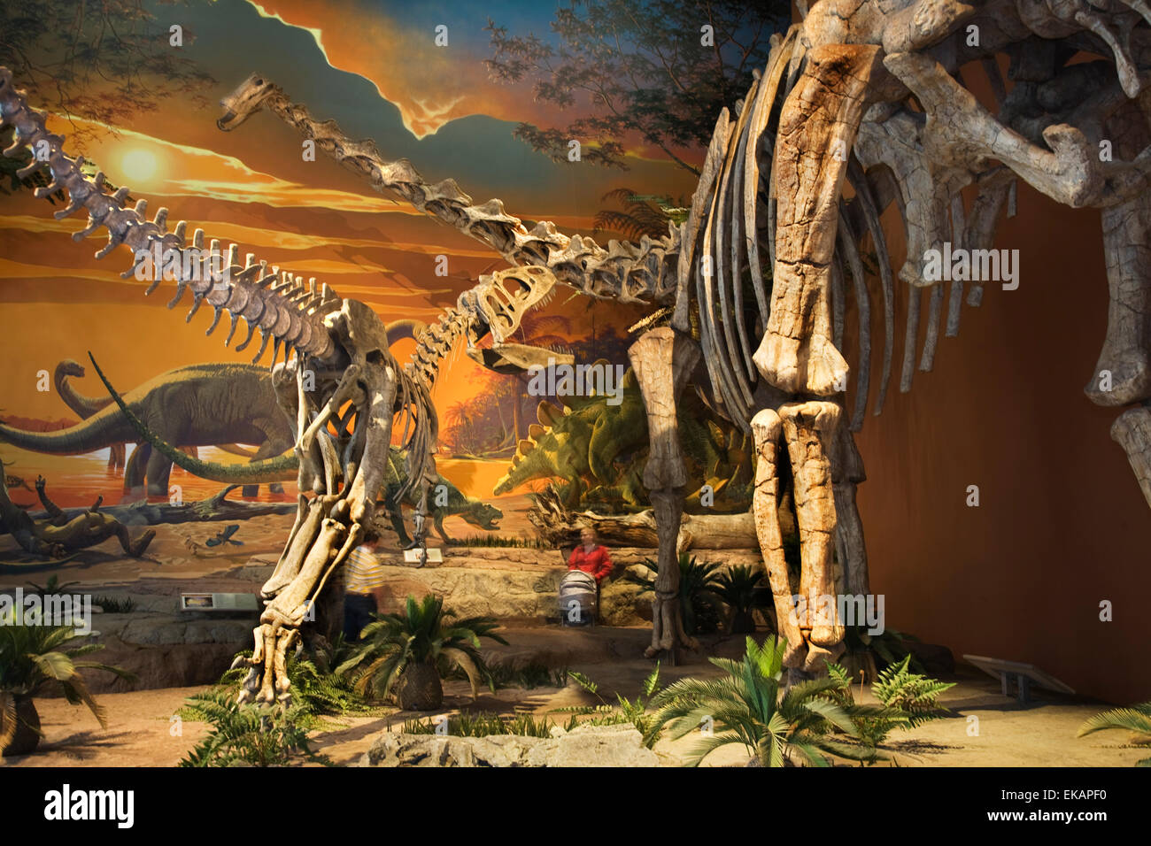 Besucher flanieren unter riesigen Dinosaurier-Skelette in New Mexico Museum of Natural History & Wissenschaft in Albuquerque. Stockfoto