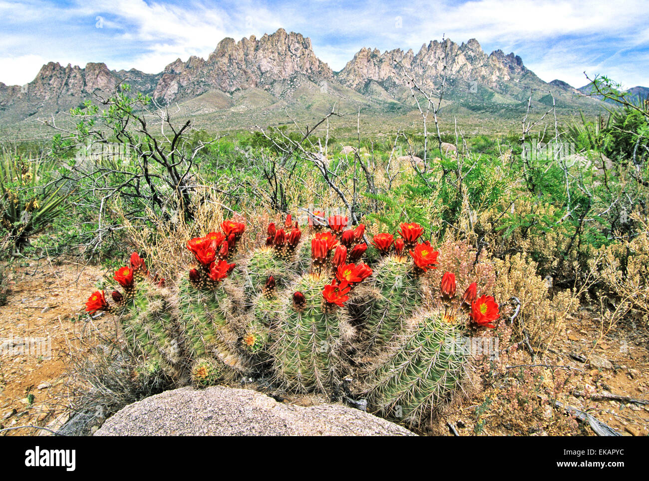 Im April und Mai erscheinen die roten Blüten eines Claret Cup Kaktus, Echinocereus Triglochidatus. Stockfoto