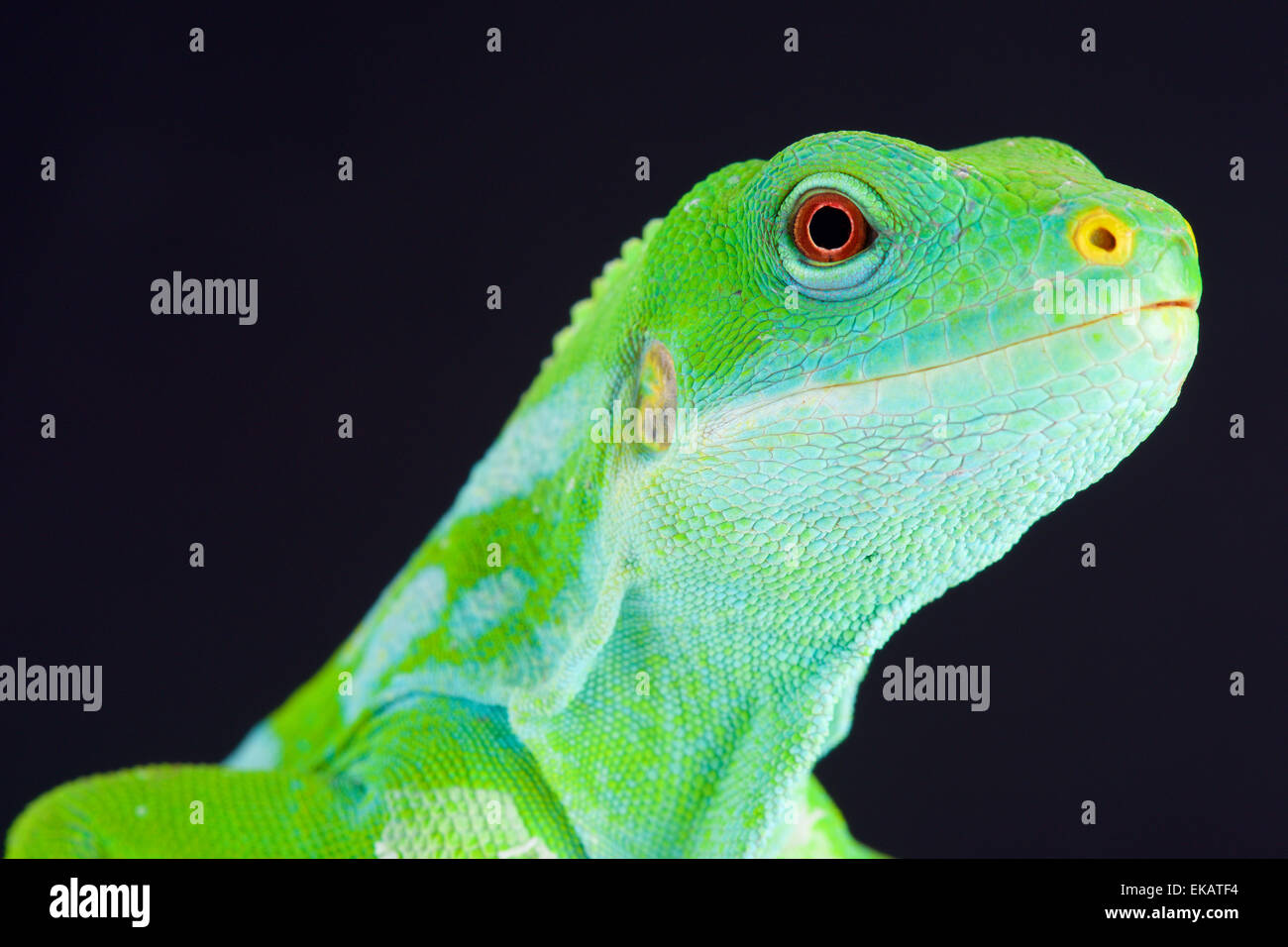 Der gebänderte Fidschi-Leguan (Brachylophus Fasciatus) ist endemisch auf den südöstlichen Fidschi Inseln. Stockfoto