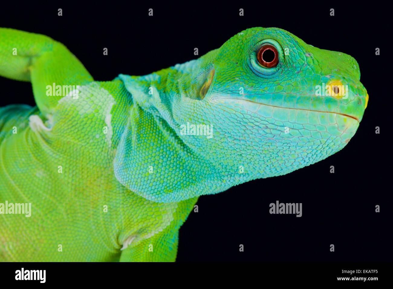 Gebänderten Fidschi Leguan (Brachylophus Fasciatus) Stockfoto