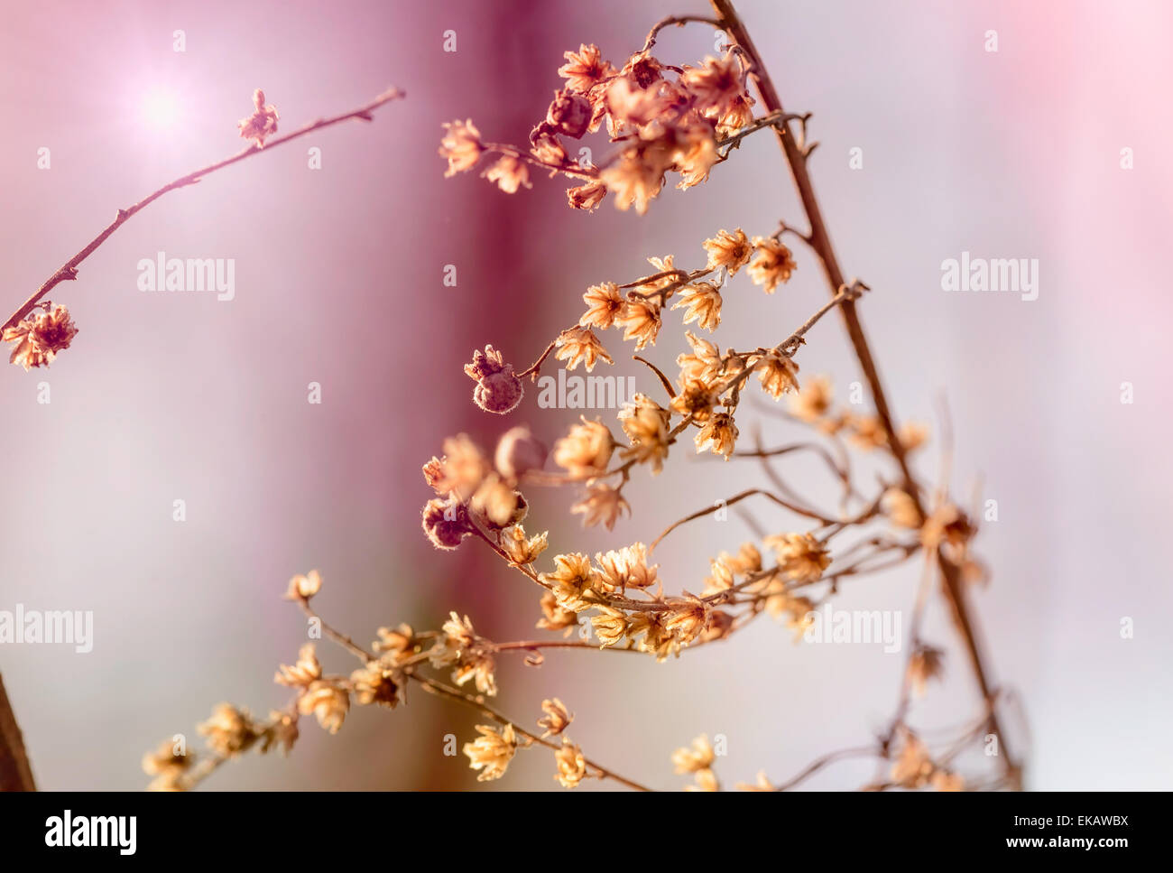 Ein Zweig mit Blumen am Ende des Winters, zu trocknen, warum eine laue Frühlingssonne im rosa Hintergrund Stockfoto