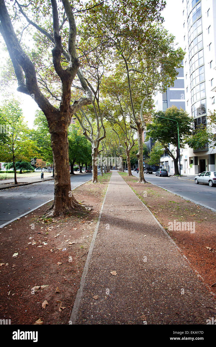 schöne Allee von Platanen Stockfoto