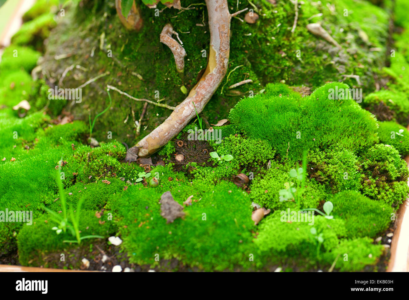 Baumwurzeln und Moos Stockfoto