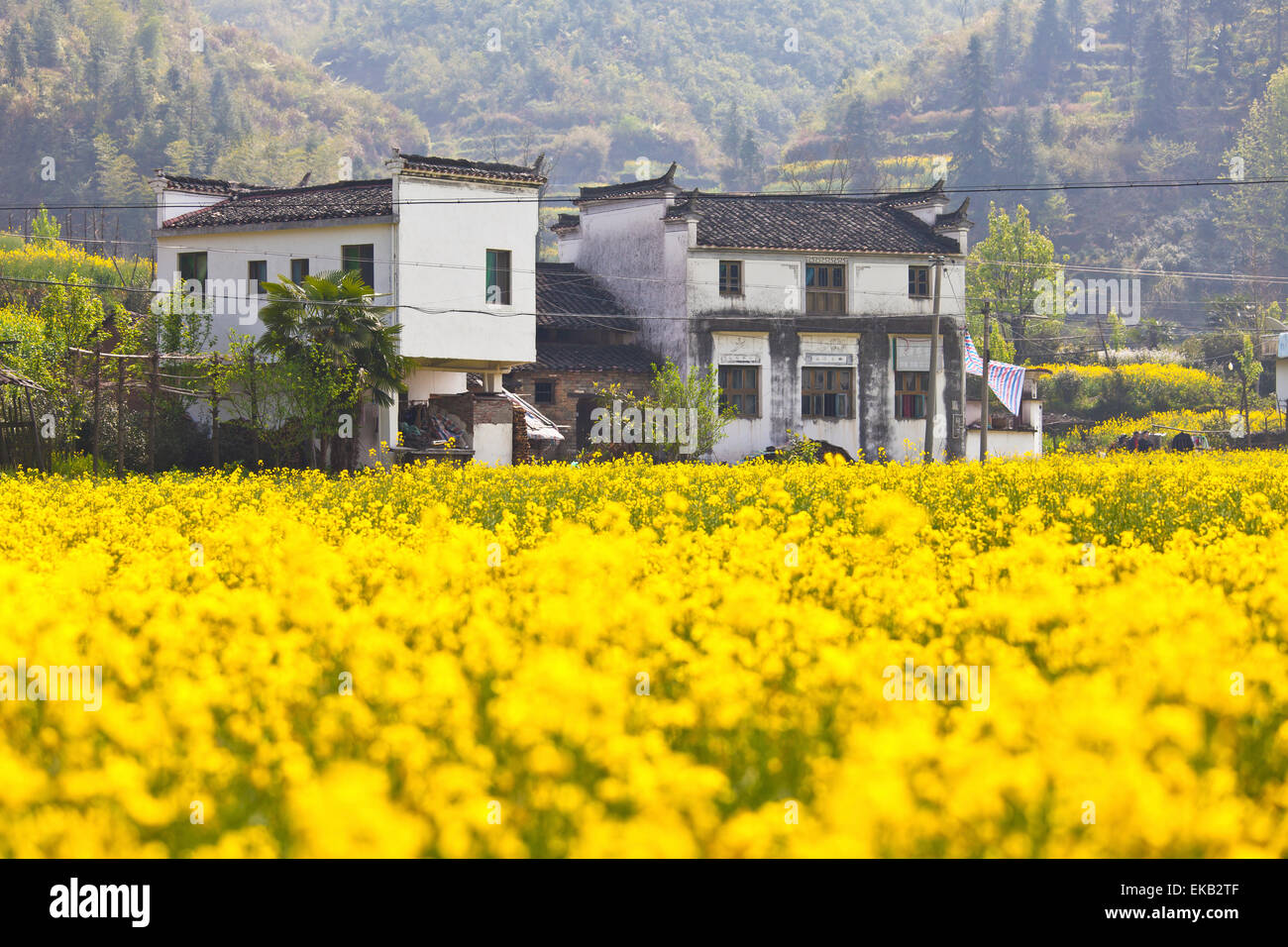 Ländliche Häuser in Wuyuan, Jiangxi Provinz, China. Stockfoto