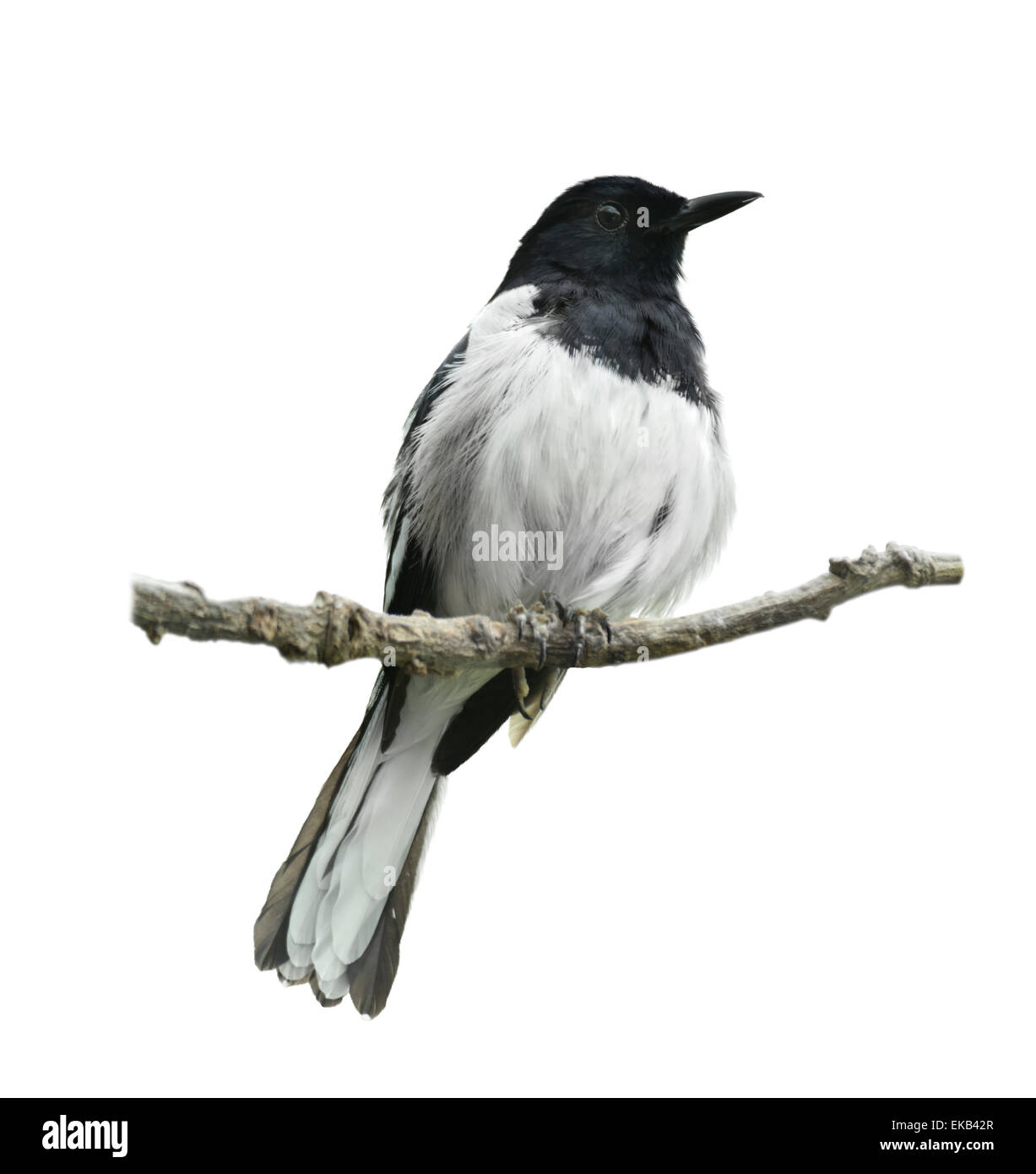 Orientalische Magpie Robin Stockfoto