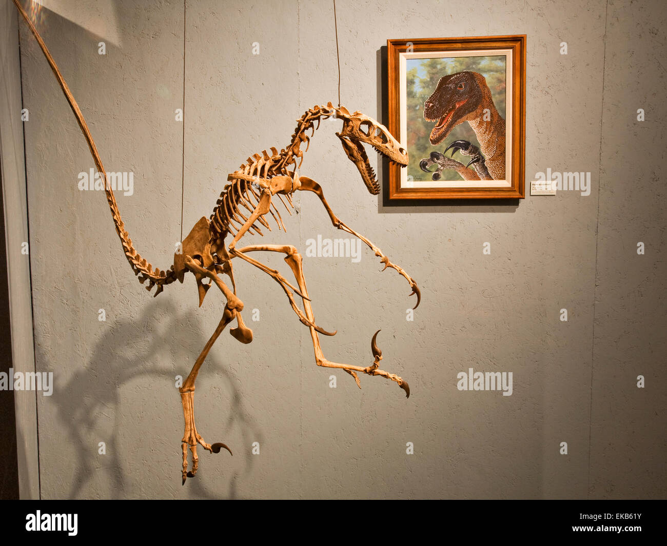 Dromaeosaurus war ein Raptor kleiner Dinosaurier, der in der Jurazeit im östlichen New Mexico Umgebung gelebt Stockfoto