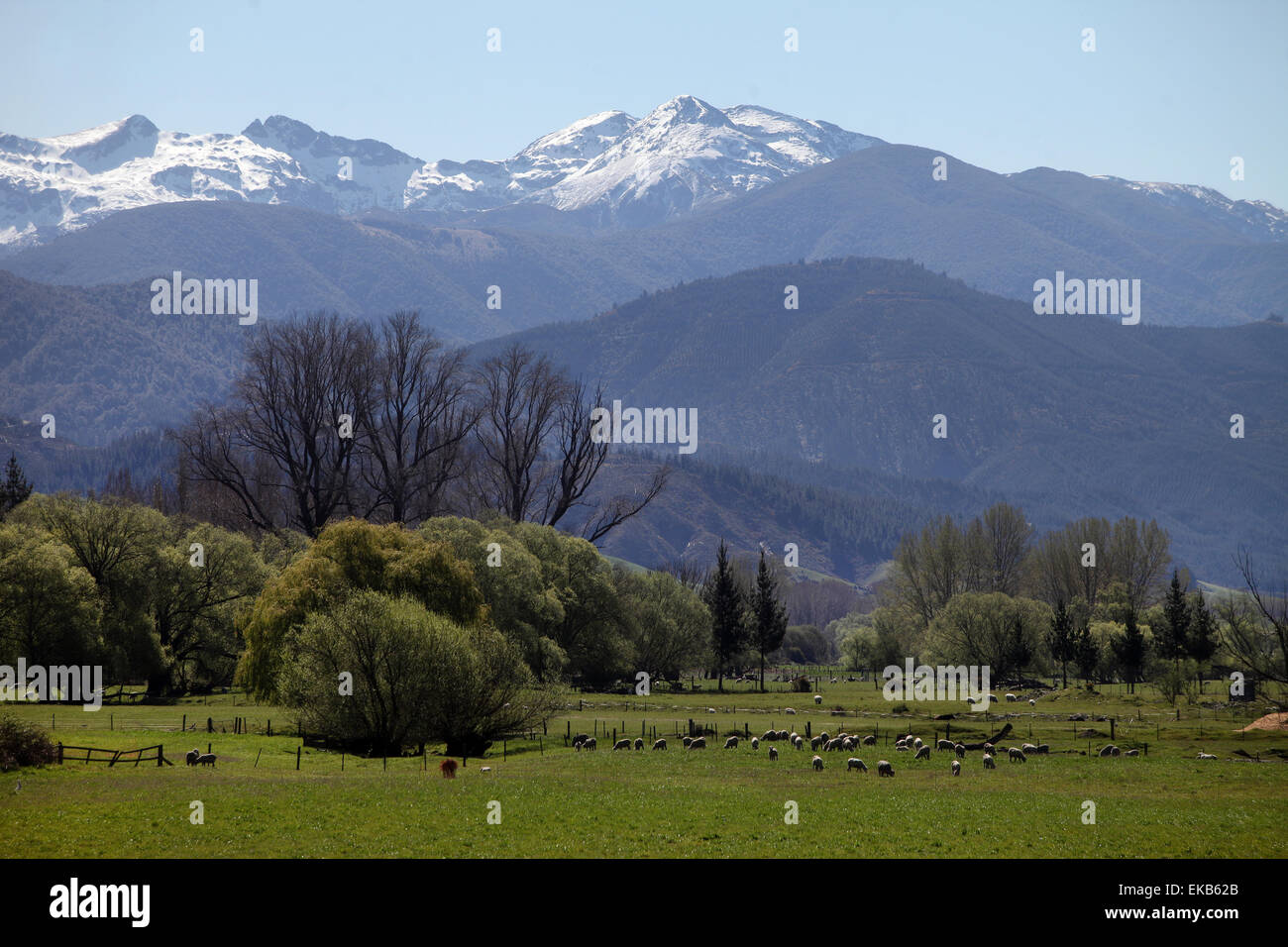 Mount Arthur betrachtet über grüne Felder im Tapawera, Nelson, Neuseeland Stockfoto