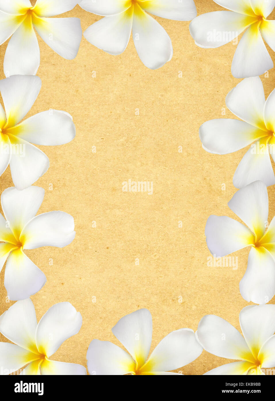 Frangipani Blumenrahmen auf Grunge-Altpapier Stockfoto
