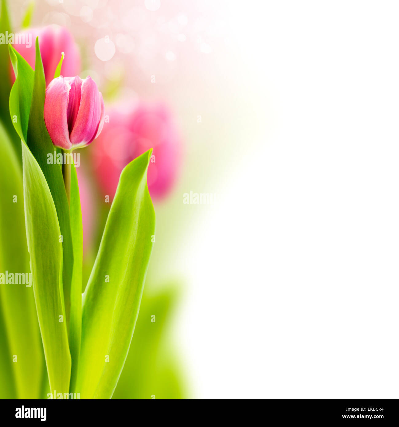 frische Tulpe Stockfoto