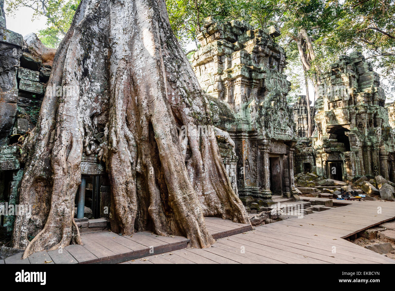 Ruinen der Tempel Ta Prohm, Angkor, UNESCO World Heritage Site, Kambodscha, Indochina, Südostasien, Asien Stockfoto