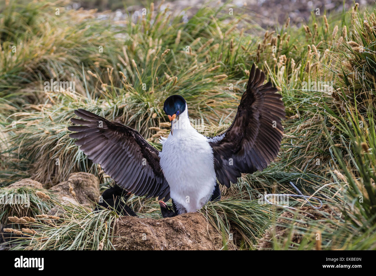 Erwachsenen imperial Shag (Phalacrocorax Atriceps) landet auf dem Nistplatz auf New Island, Falkland-Inseln, britische Übersee Protektorat Stockfoto