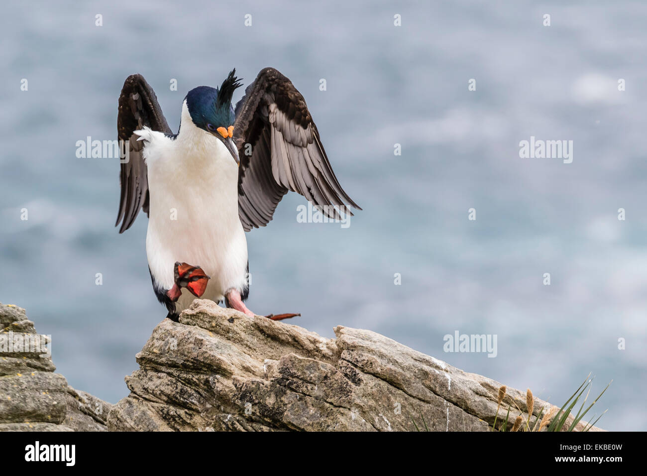 Erwachsenen imperial Shag (Phalacrocorax Atriceps) landet auf dem Nistplatz auf New Island, Falkland-Inseln, britische Übersee Protektorat Stockfoto