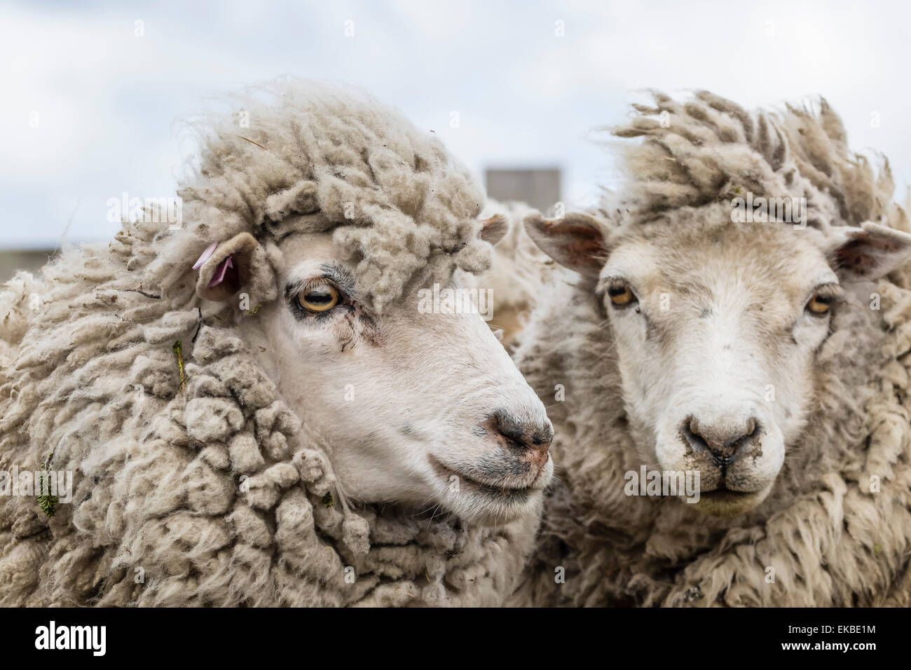 Schafe, die darauf warten, auf Long Island Schafhalter außerhalb von Stanley, Falkland-Inseln, Südamerika geschoren werden Stockfoto