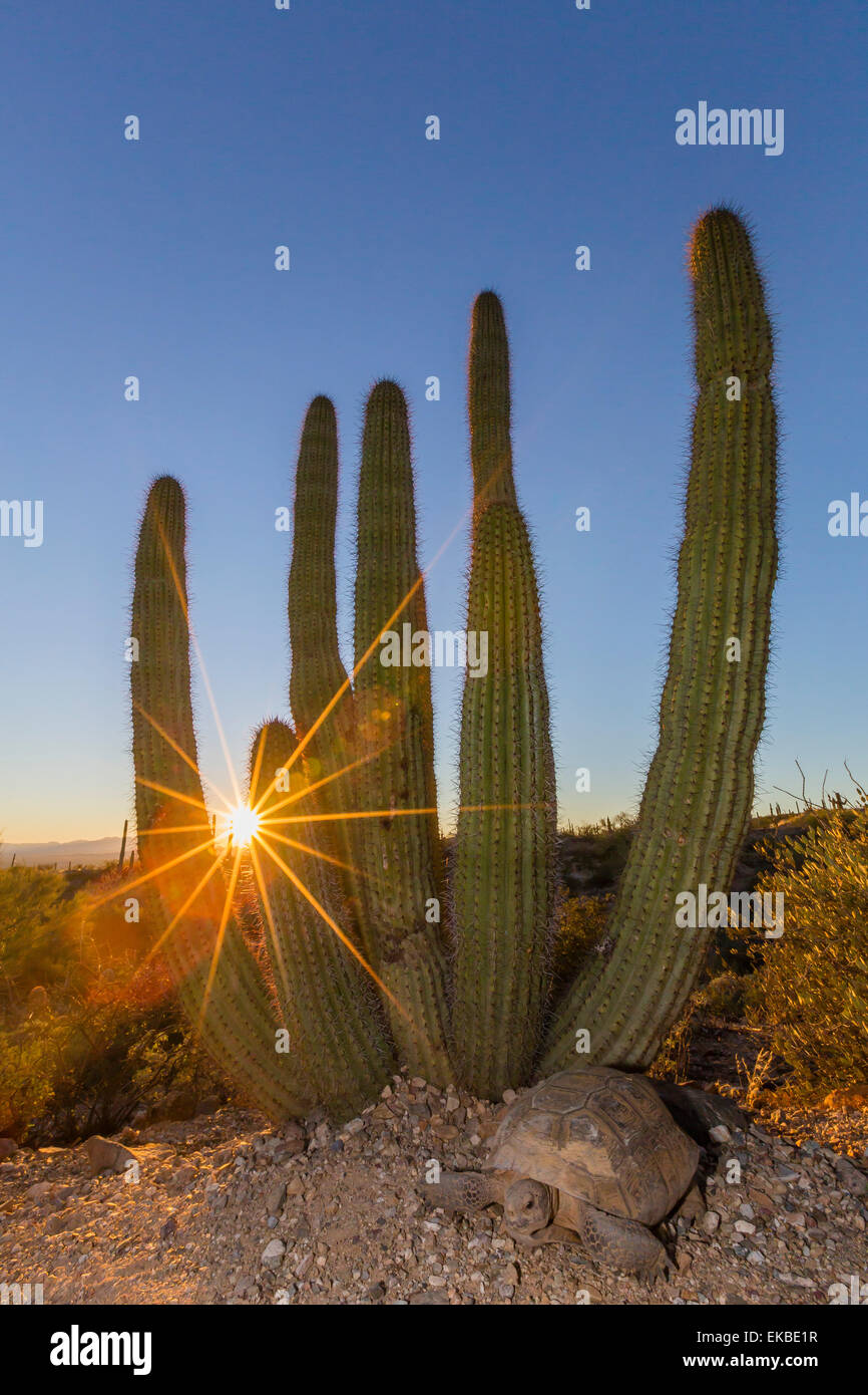 Erwachsenen Gefangenen Wüste-Schildkröte (Gopherus Agassizii) bei Sonnenuntergang an der Arizona-Sonora Desert Museum, Tucson, Arizona, USA Stockfoto