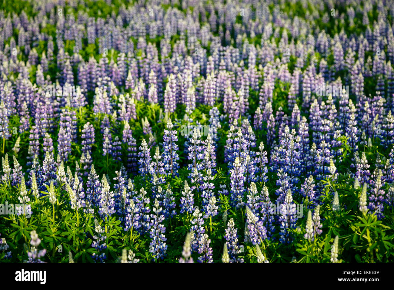 Lupinen Blumen, Reykjavik, Iceland, Polarregionen Stockfoto