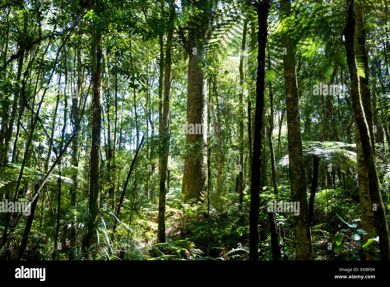 Neuseeland Wald Szene, mit einem großen Kauri Baum in der Mitte. Stockfoto