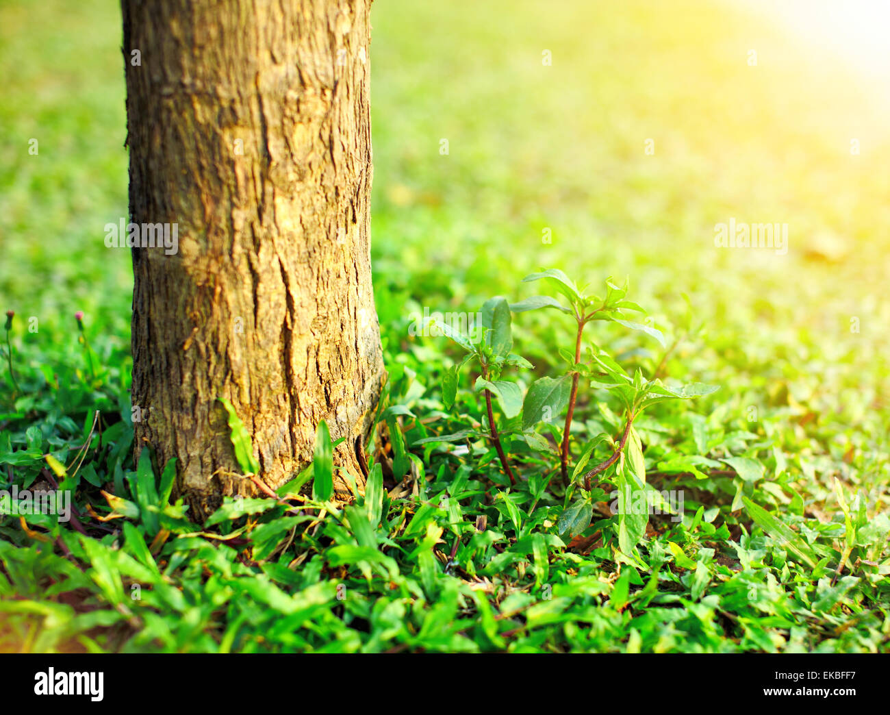 neue Pflanzen und Bäumen Stockfoto