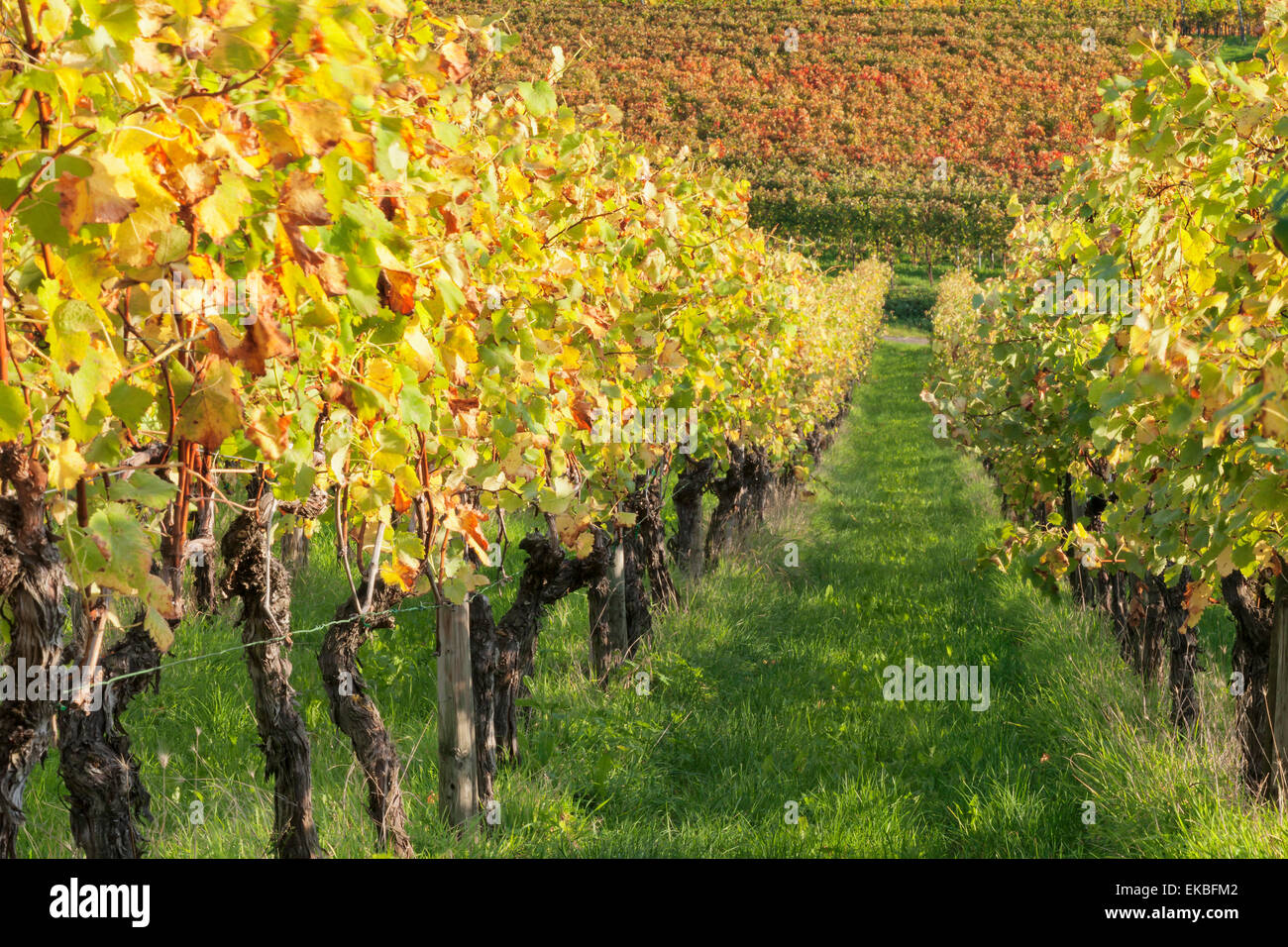 Weinberge im Herbst, Uhlbach, Baden-Württemberg, Deutschland, Europa Stockfoto