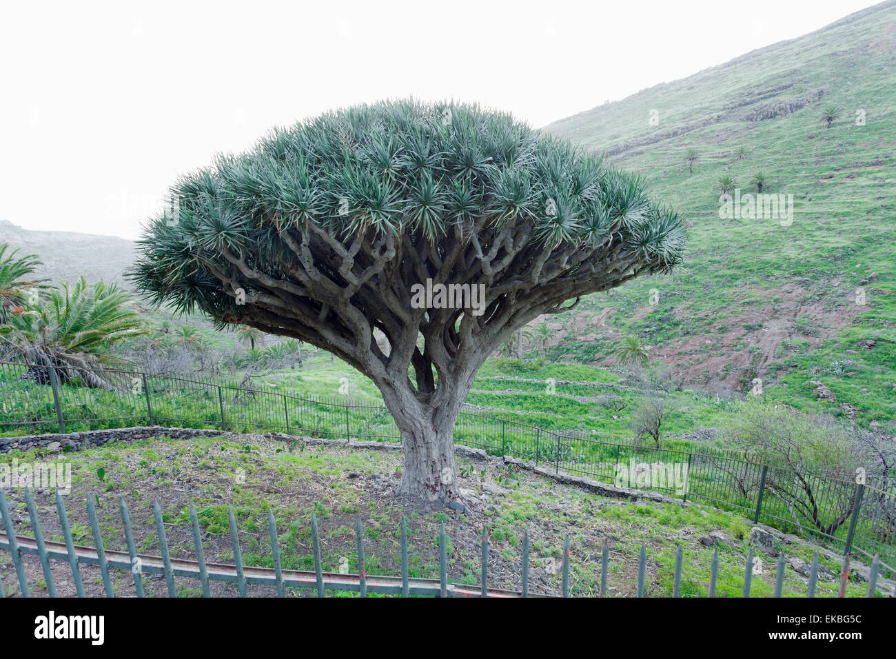 Drachenbaum (Drago de Agalan) (Dracaena Draco), in der Nhe von Alajero, La  Gomera, Kanarische Inseln, Spanien, Europa Stockfotografie - Alamy
