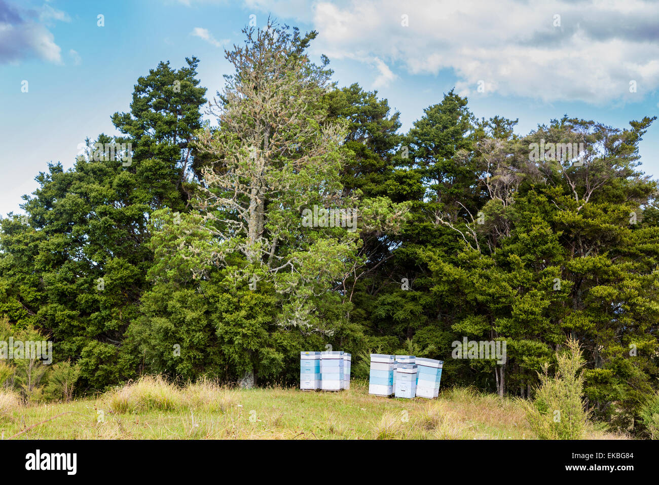 Eine Sammlung von bienenvölker im ländlichen Norden Neuseelands. Stockfoto