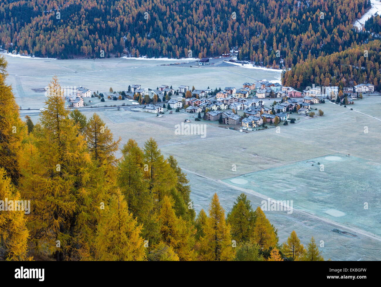 Das Dorf Surlej von St. Moritz im Engadin, umgeben von gelben Lärchen im Herbst, Graubünden, Schweizer Alpen, Schweiz Stockfoto