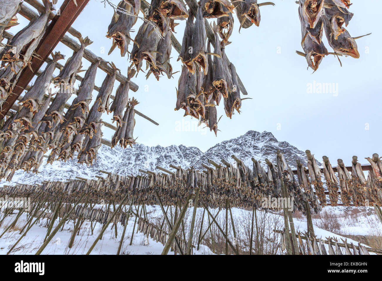 Kabeljau, ausgesetzt das Hauptprodukt von den Lofoten-Inseln zum Trocknen in die Sonne und Luft, Hamnoy, Lofoten-Inseln, Arktis, Norwegen Stockfoto